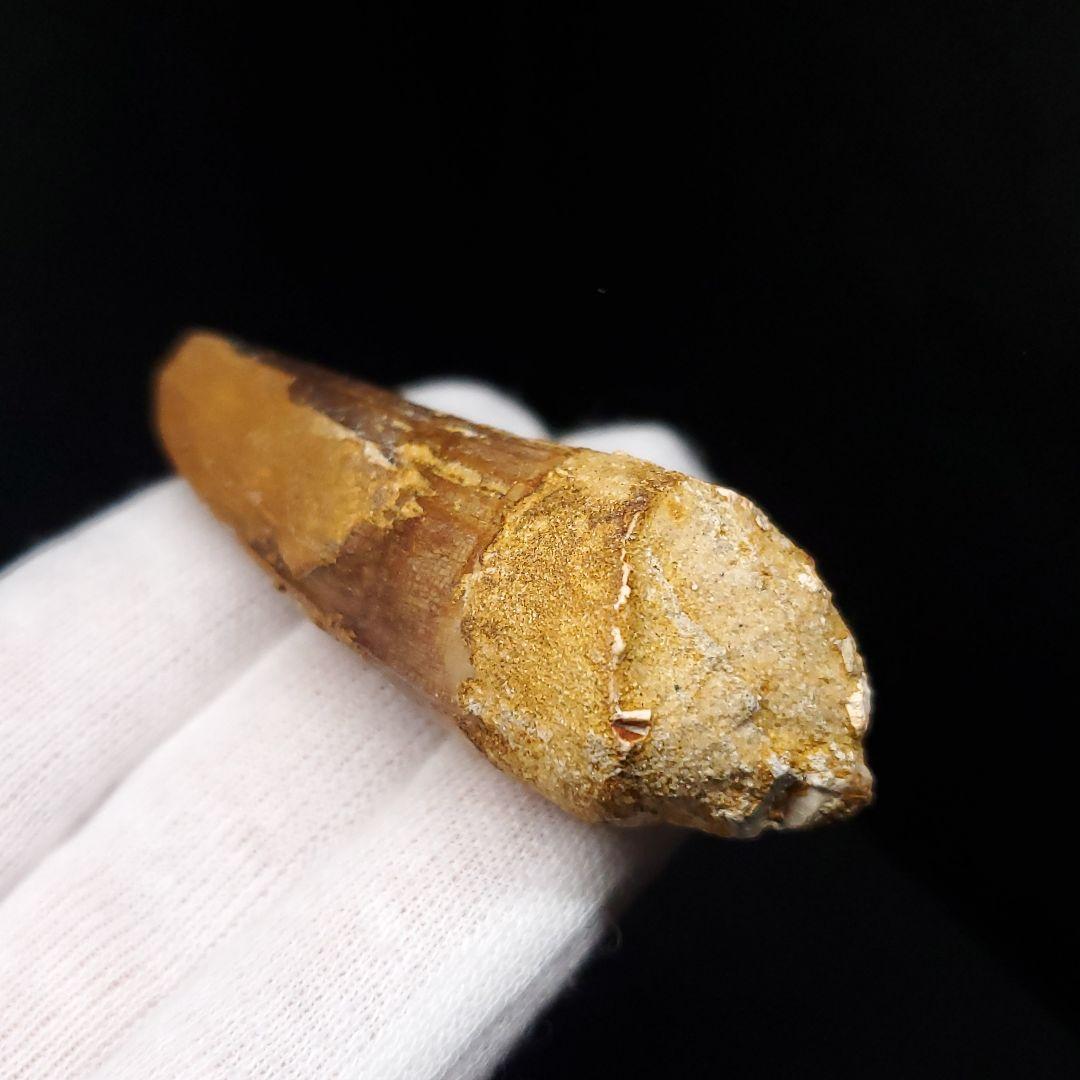 スピノサウルス 本物 モロッコ産 60.13mm  sp466