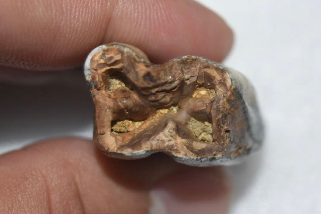 沖縄県産　哺乳類の歯化石