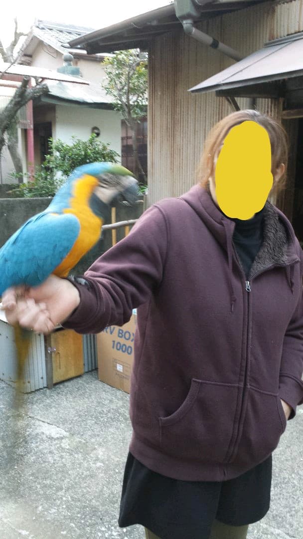 止まり木&オウムスタンド&他色々{コメント用}