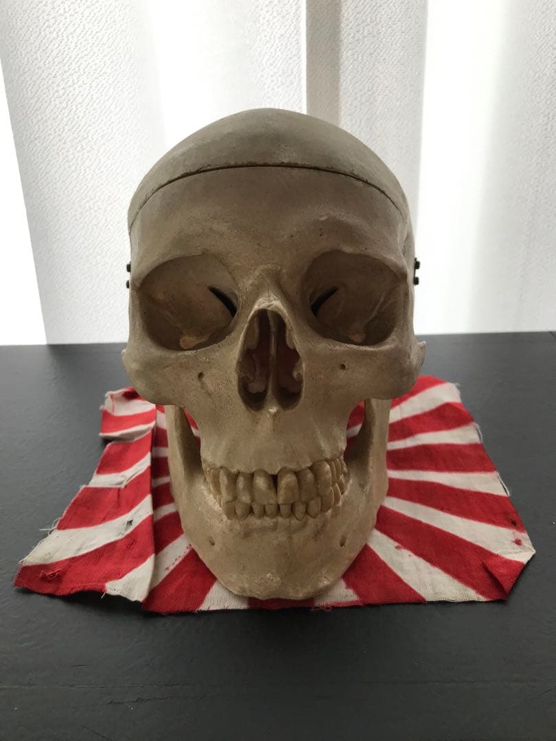 頭骨 人体模型 ドイツ 髑髏 ドクロ 置物 オブジェ アートvintage