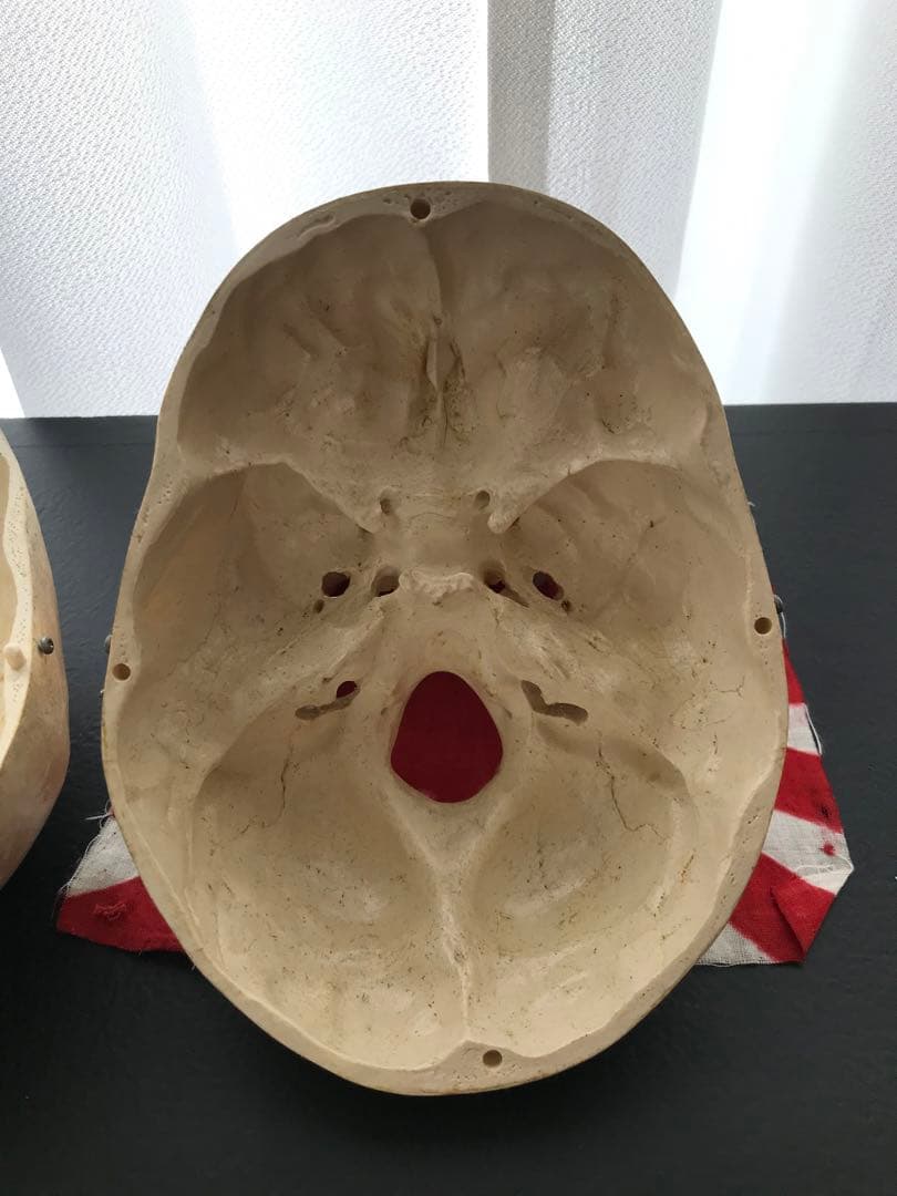 頭骨 人体模型 ドイツ 髑髏 ドクロ 置物 オブジェ アートvintage