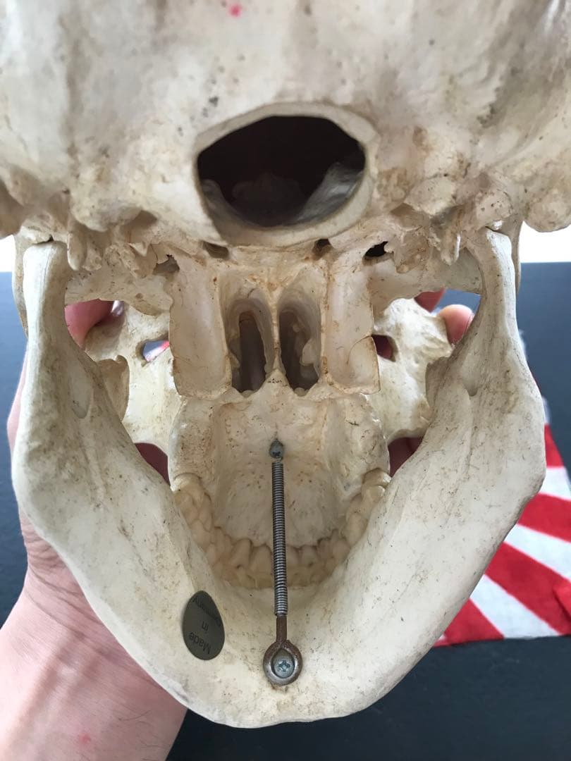 頭骨 人体模型 ドイツ 髑髏 ドクロ 置物 オブジェ アートvintage