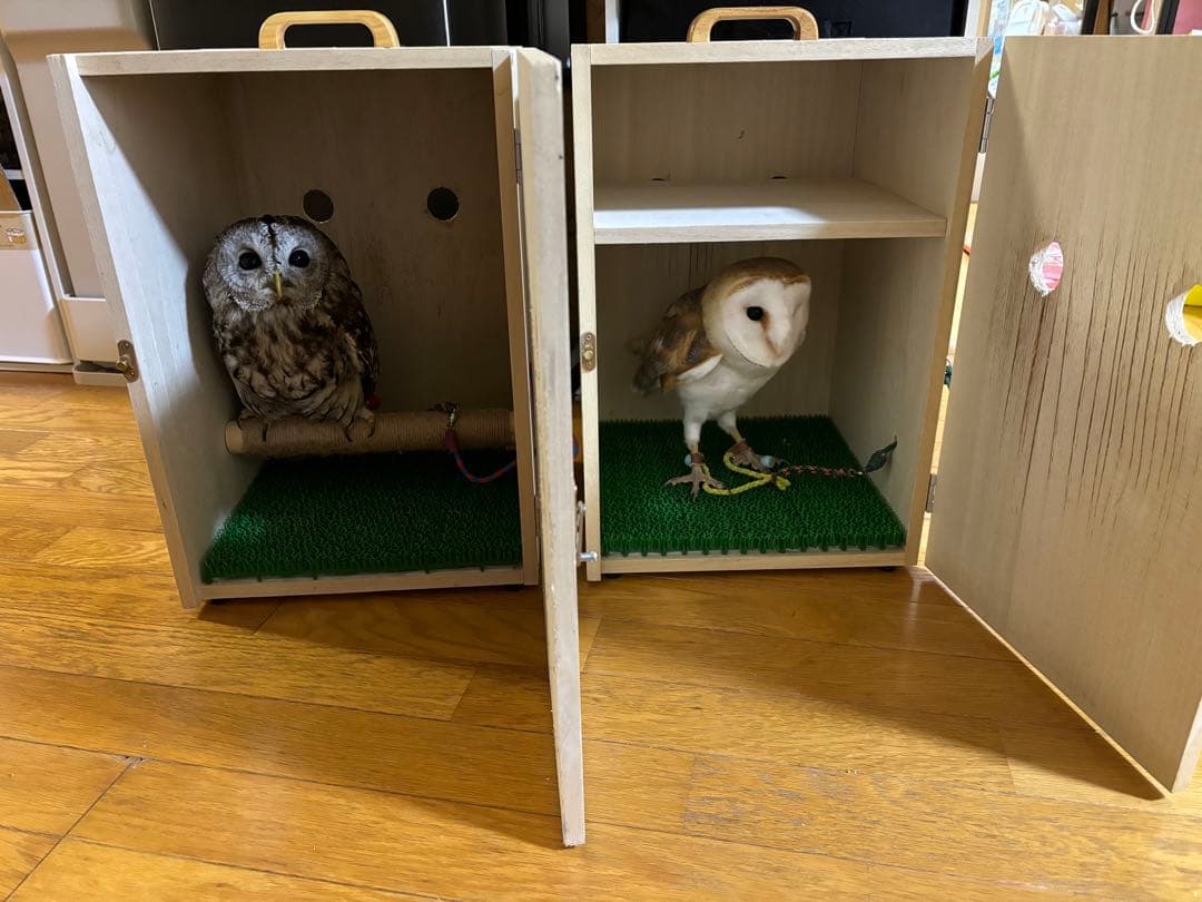 猛禽類　移動用ケージ