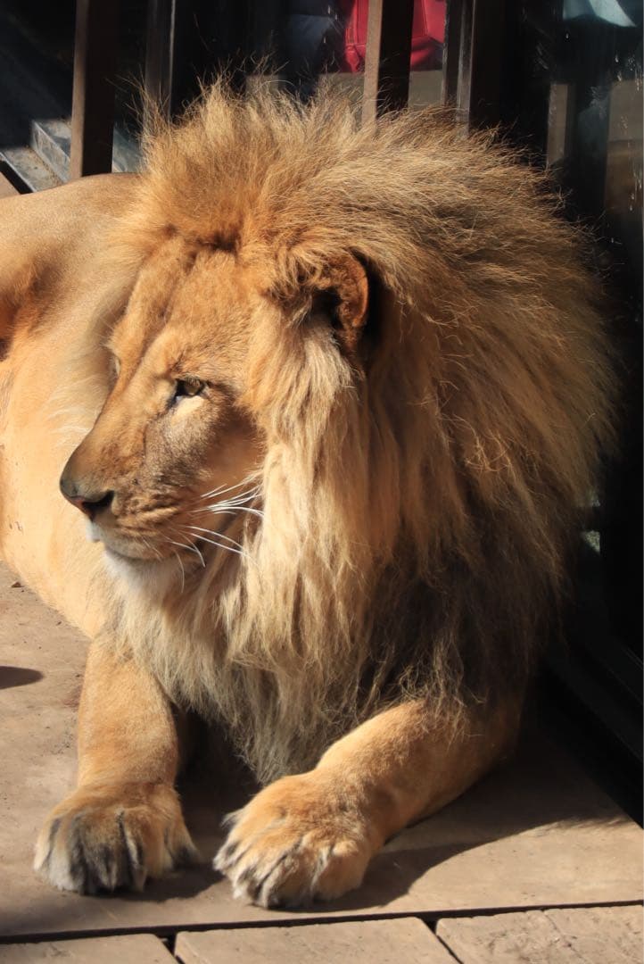 レンズ(ズーム) Canon EF-M55-200mm F4.5-6.3 IS STM