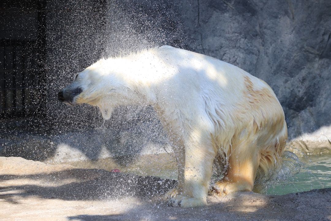 レンズ(ズーム) Canon EF-M55-200mm F4.5-6.3 IS STM
