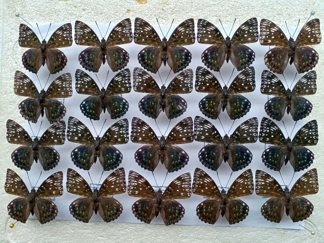 蝶標本　まる・リクエスト