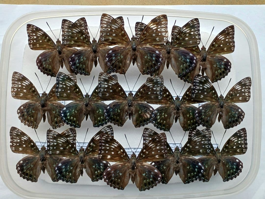 蝶標本　まる・リクエスト