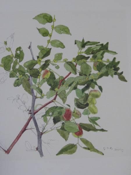 小磯良平、なつめ、高級薬用植物画、版上サイン入り、新品額付