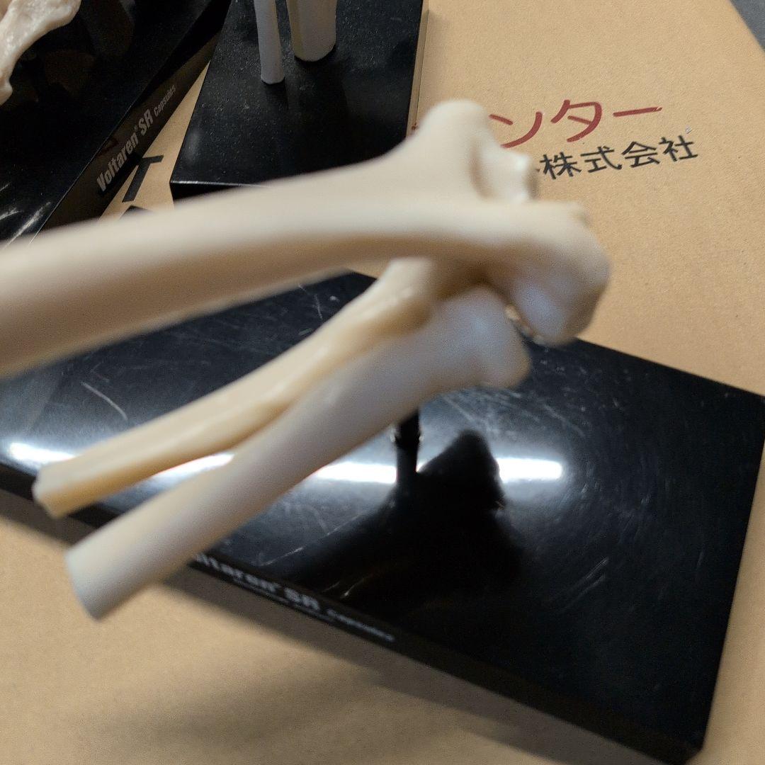 人体模型 7体セット