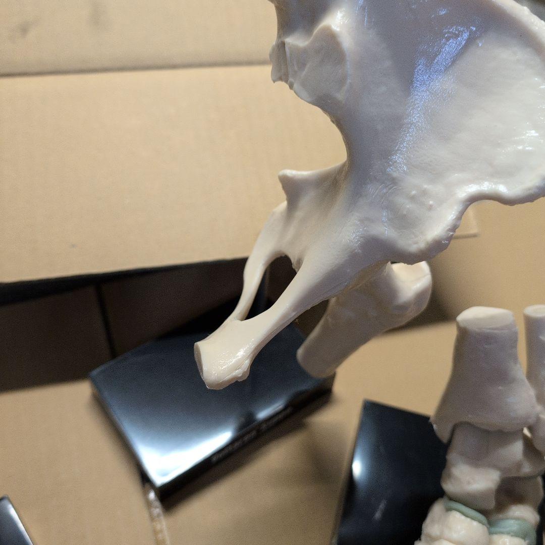 人体模型 7体セット