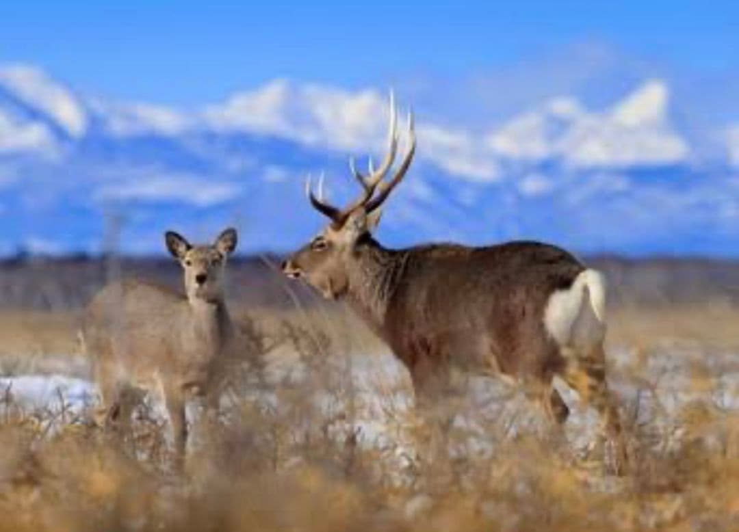 アキレス腱ジャーキー500g サワディーカー様　無添加　無着色