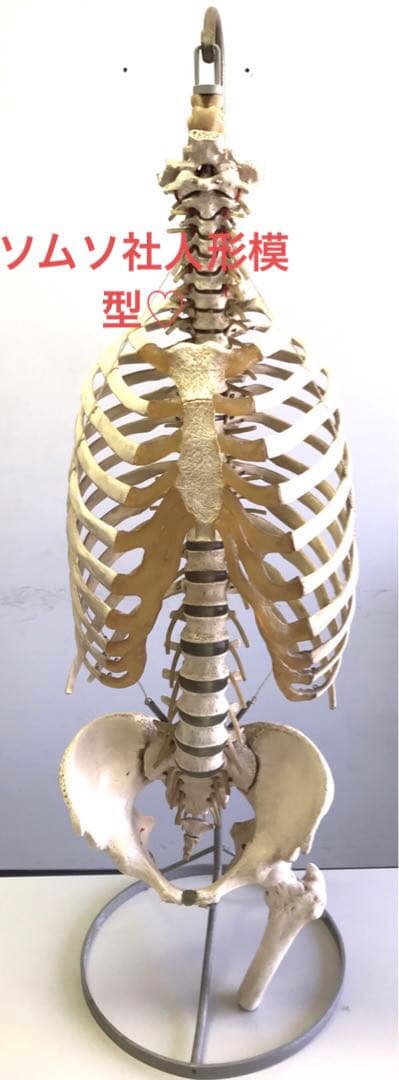 ソムソ社　胸郭・股関節付脊椎骨盤模型♡ 西ドイツ製