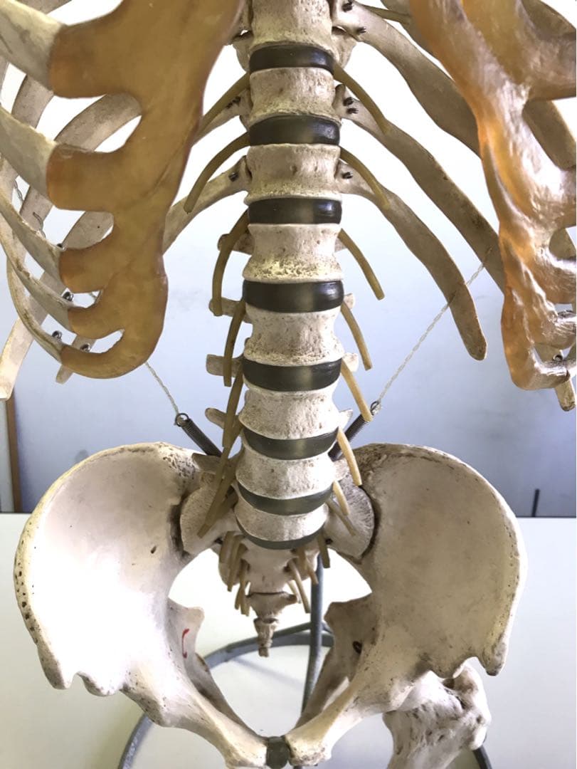 ソムソ社　胸郭・股関節付脊椎骨盤模型♡ 西ドイツ製