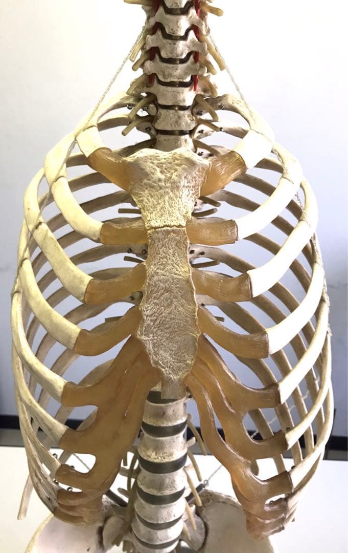 ソムソ社　胸郭・股関節付脊椎骨盤模型♡ 西ドイツ製