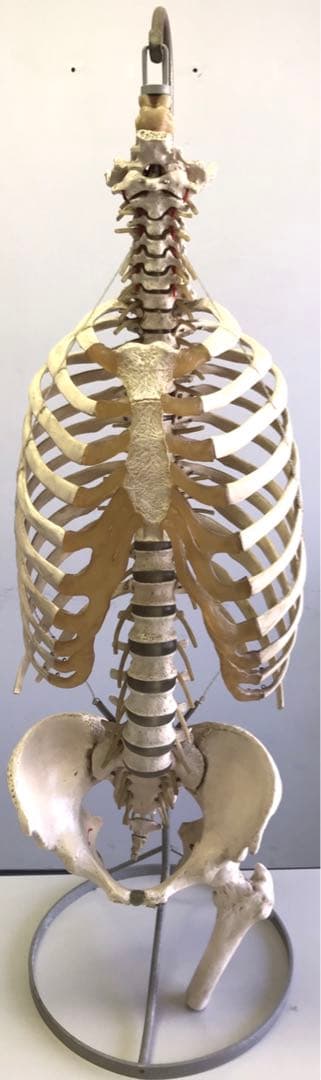 ソムソ社　胸郭・股関節付脊椎骨盤模型♡ 西ドイツ製