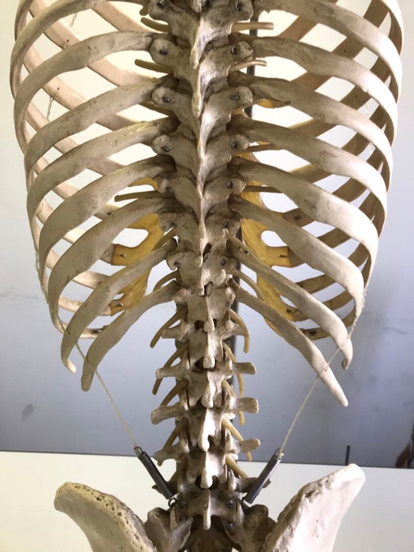 ソムソ社　胸郭・股関節付脊椎骨盤模型♡ 西ドイツ製