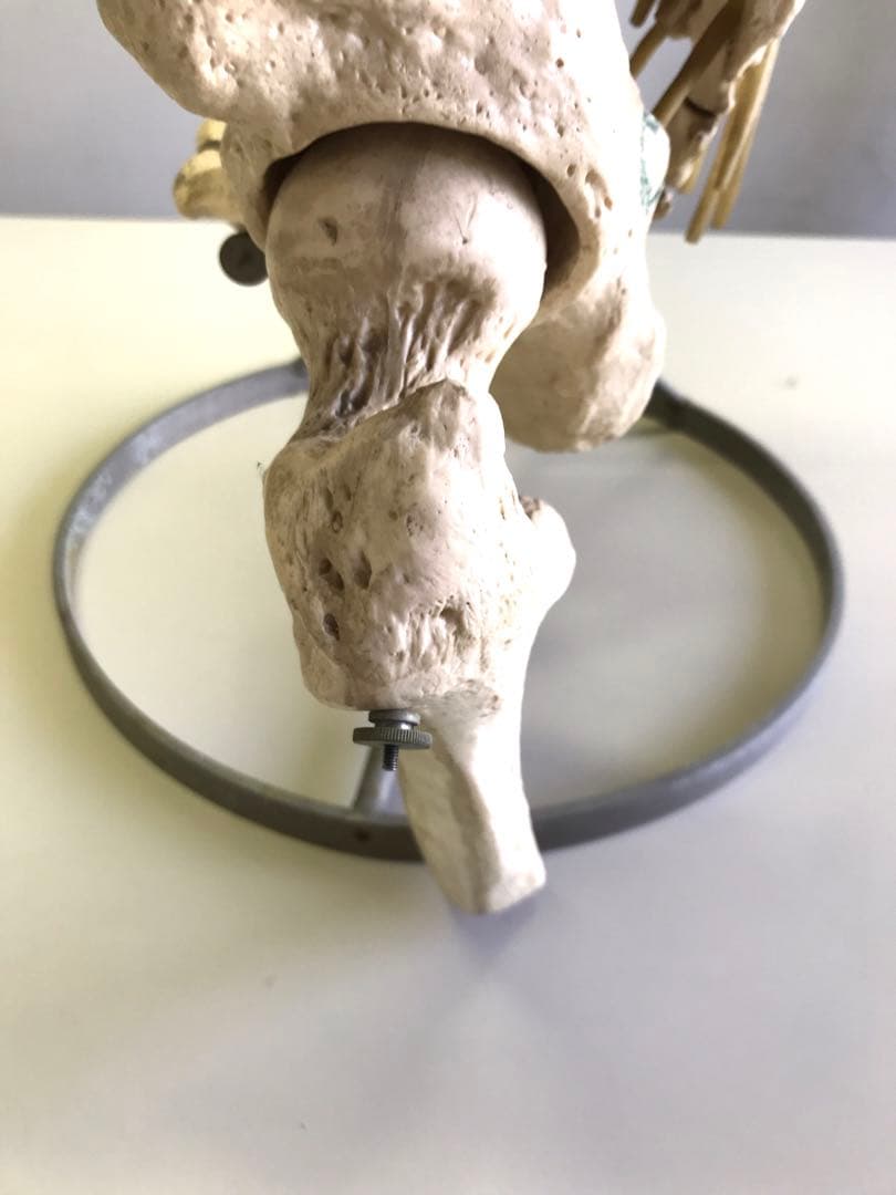 ソムソ社　胸郭・股関節付脊椎骨盤模型♡ 西ドイツ製