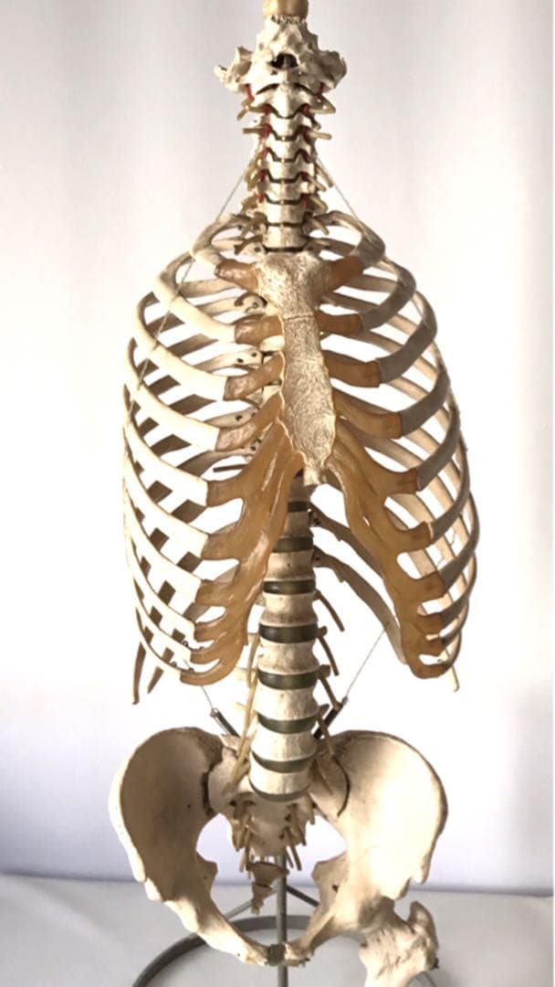 ソムソ社　胸郭・股関節付脊椎骨盤模型♡ 西ドイツ製