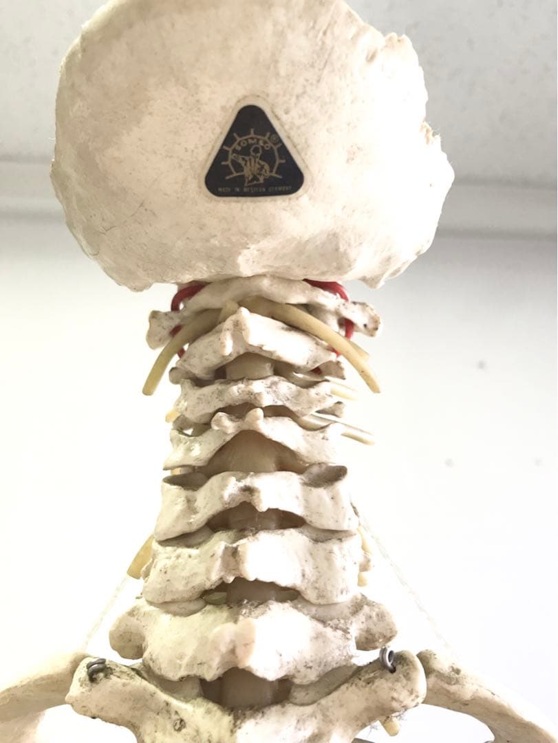 ソムソ社　胸郭・股関節付脊椎骨盤模型♡ 西ドイツ製