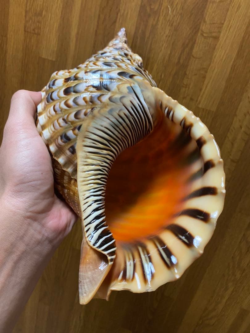 法螺貝　新鮮なホラ貝　35cm 色合いが綺麗