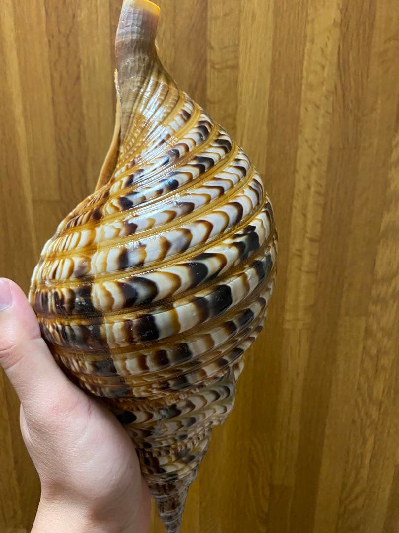 法螺貝　新鮮なホラ貝　35cm 色合いが綺麗
