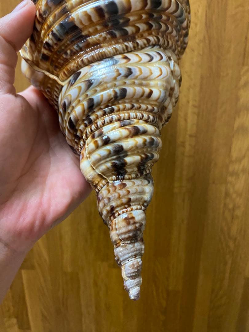 法螺貝　新鮮なホラ貝　35cm 色合いが綺麗