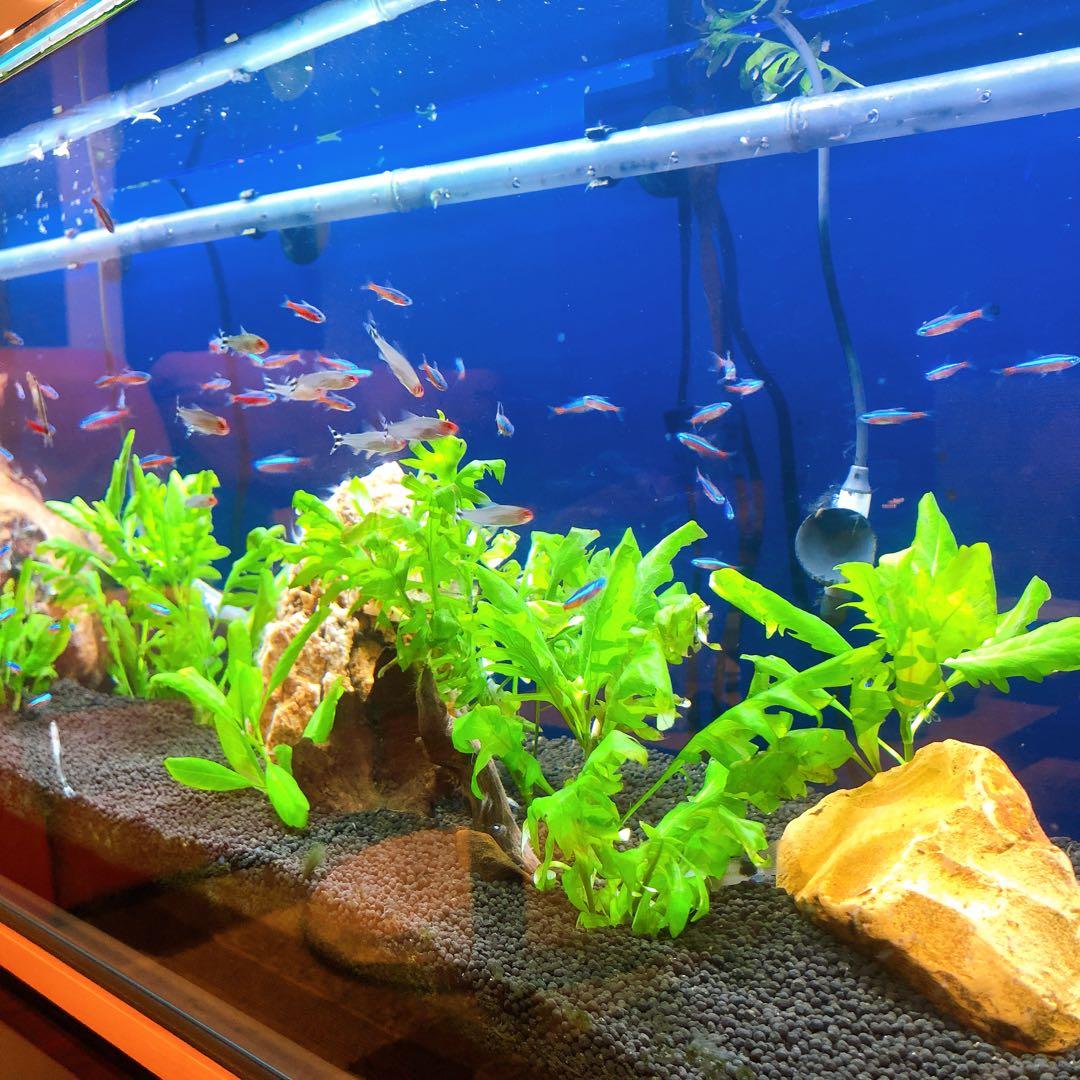 【BBWさま専用】【取りに来ていただける方】90cmスリム水槽＆水槽台&ライト＋