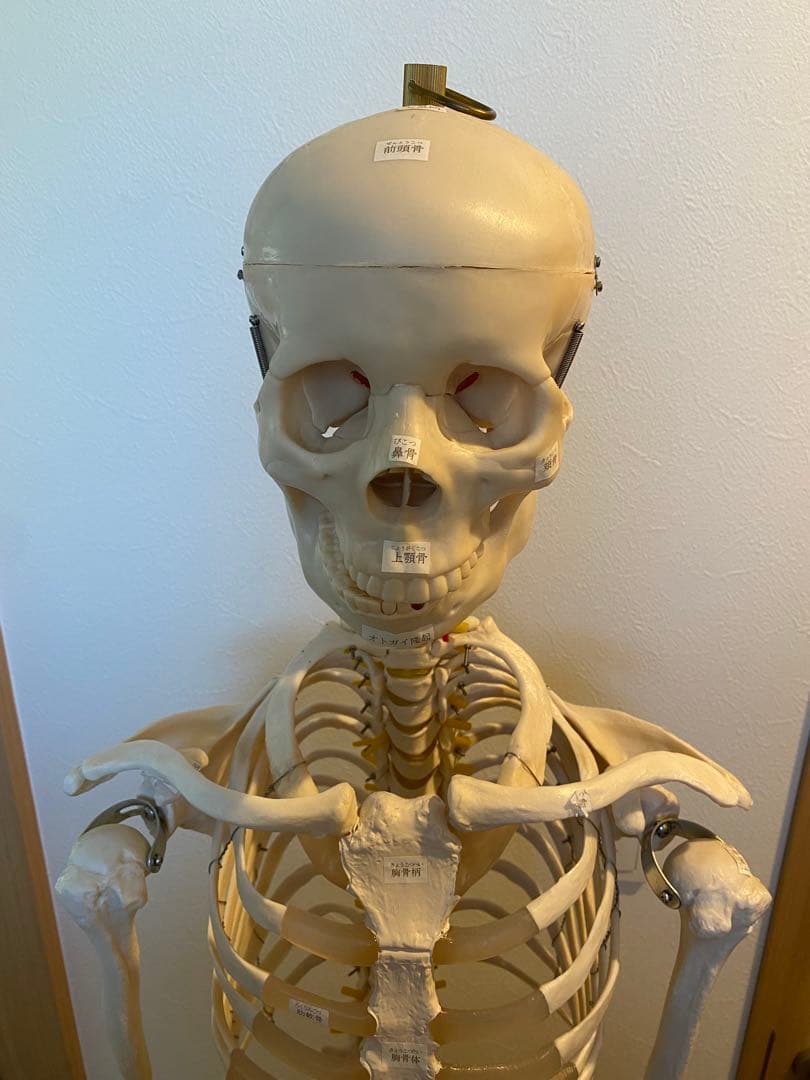 骨格模型　等身大サイズ
