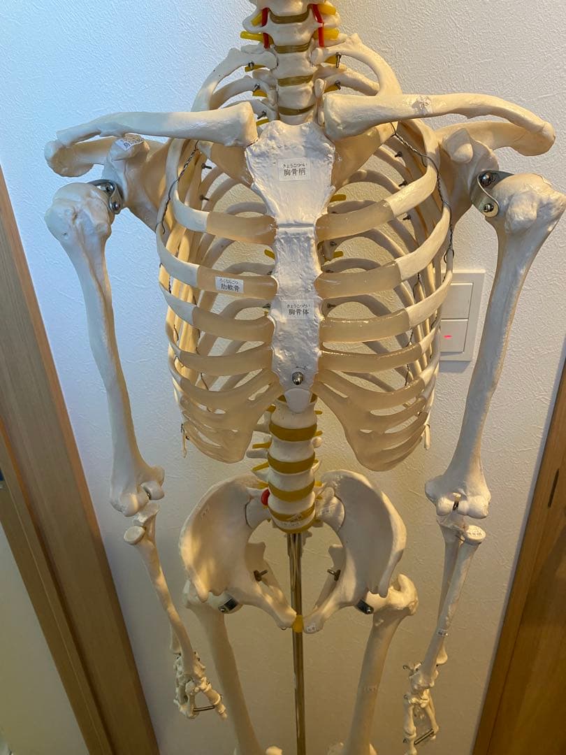 骨格模型　等身大サイズ