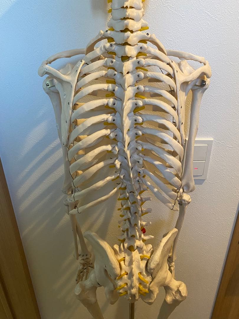 骨格模型　等身大サイズ