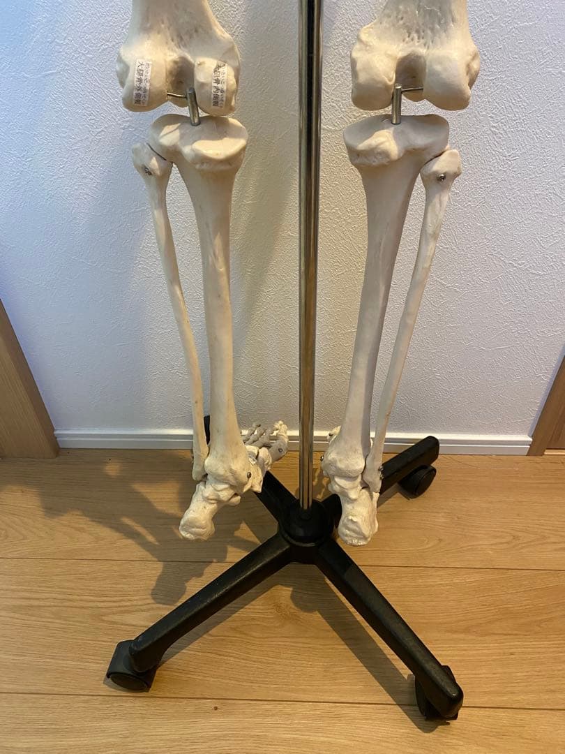 骨格模型　等身大サイズ