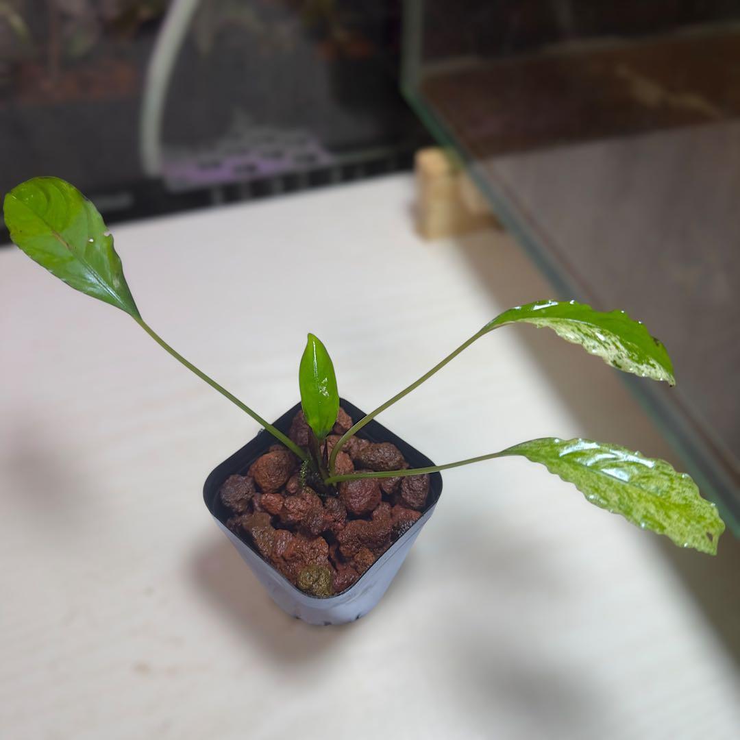 食*家様 ブセファランドラ Bucephalandra Pipto Varieg