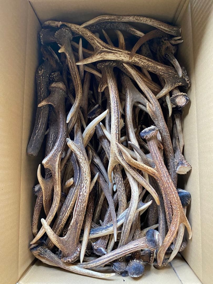 鹿角 10kg 日本鹿 天然 角
