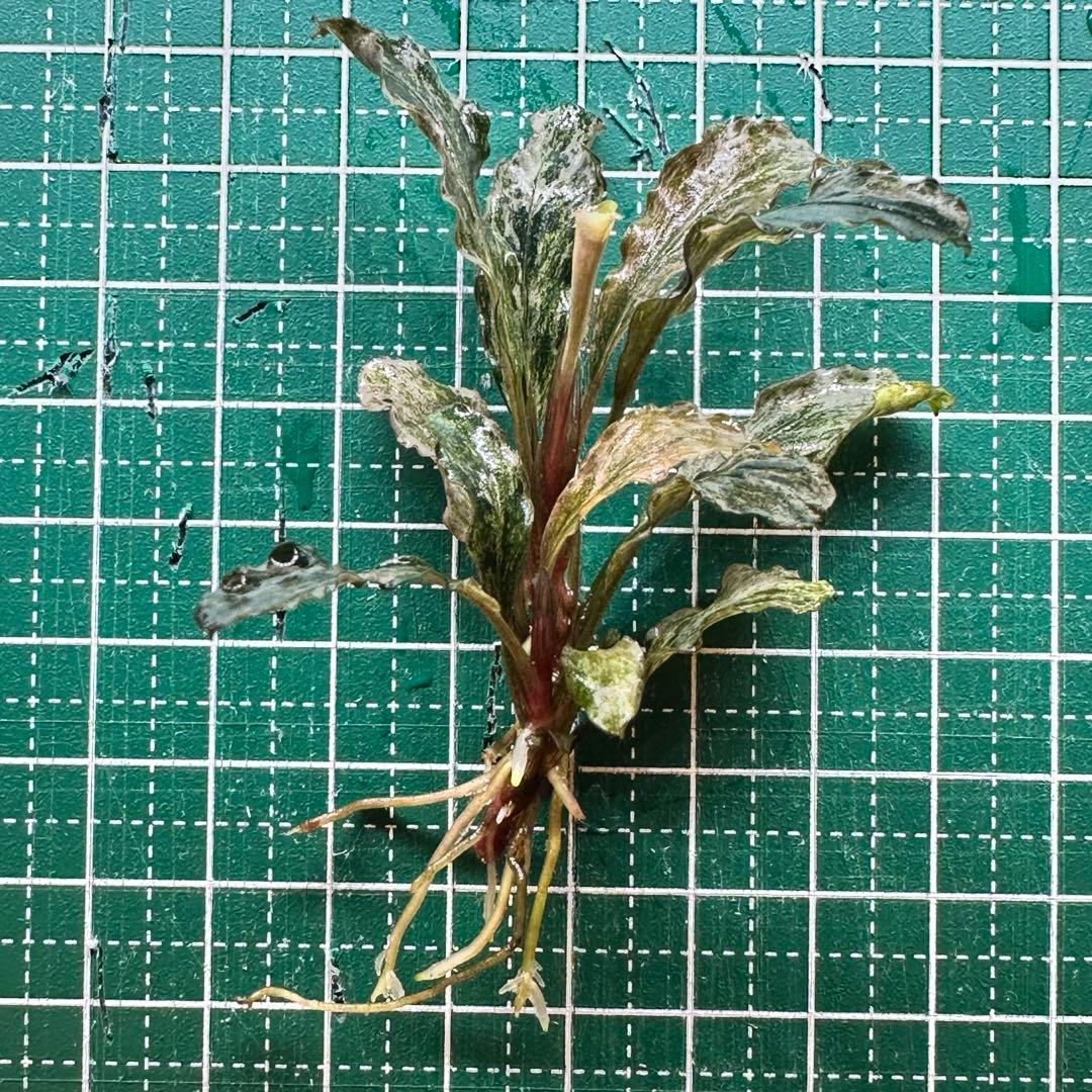 ブセファランドラ グリーンウェービー斑入り ハイグレード株