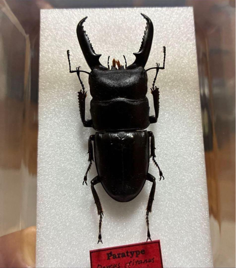 【ラスト出品】　超貴重　パラタイプ　ゴトウヒラタ　65.7㎜　野外採集品