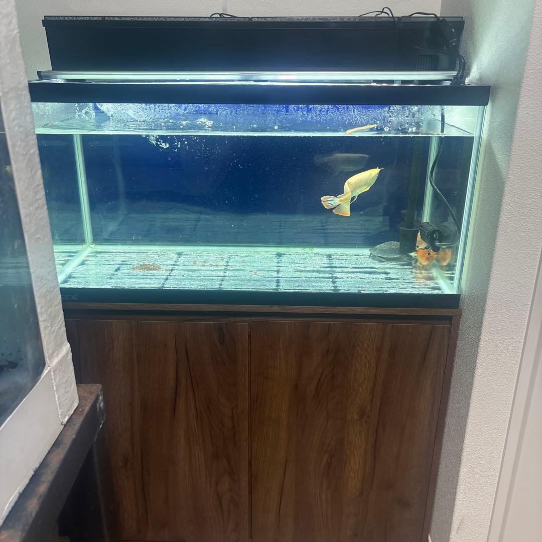 90センチ水槽