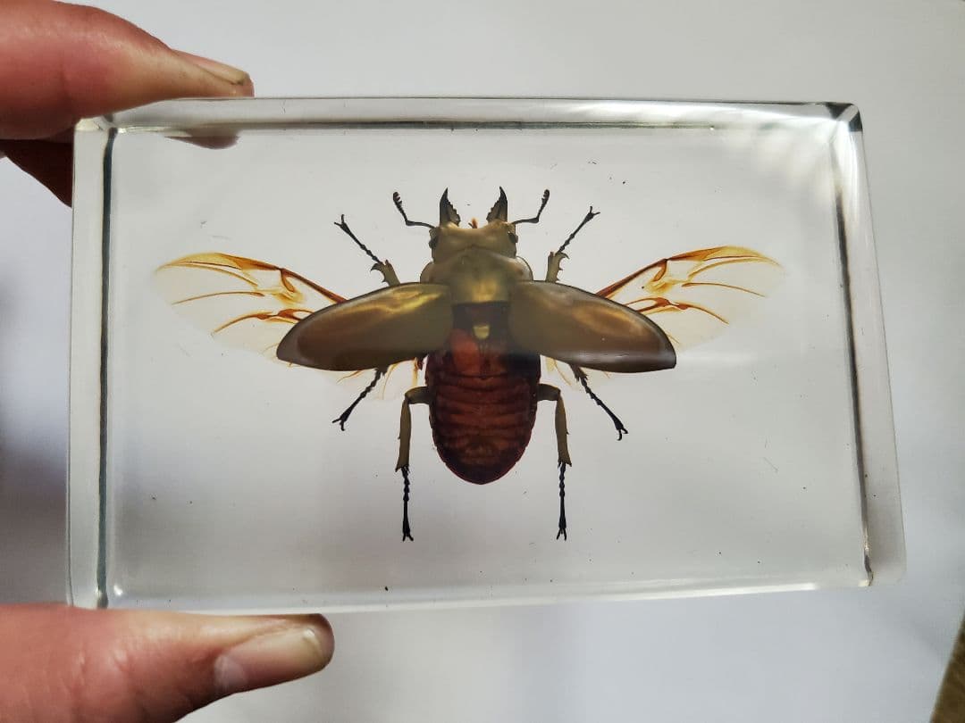 オウゴンオニクワガタ　樹脂標本　ウェイト