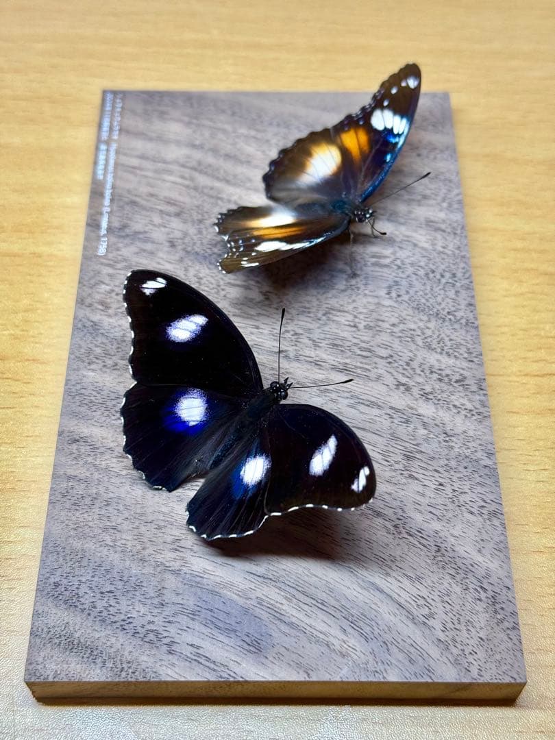 【立体標本】国産蝶標本　リュウキュウムラサキ（海洋島型）　雌雄ペア　ライブ標本
