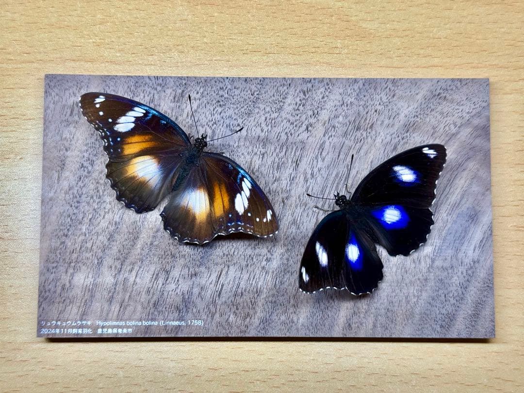 【立体標本】国産蝶標本　リュウキュウムラサキ（海洋島型）　雌雄ペア　ライブ標本