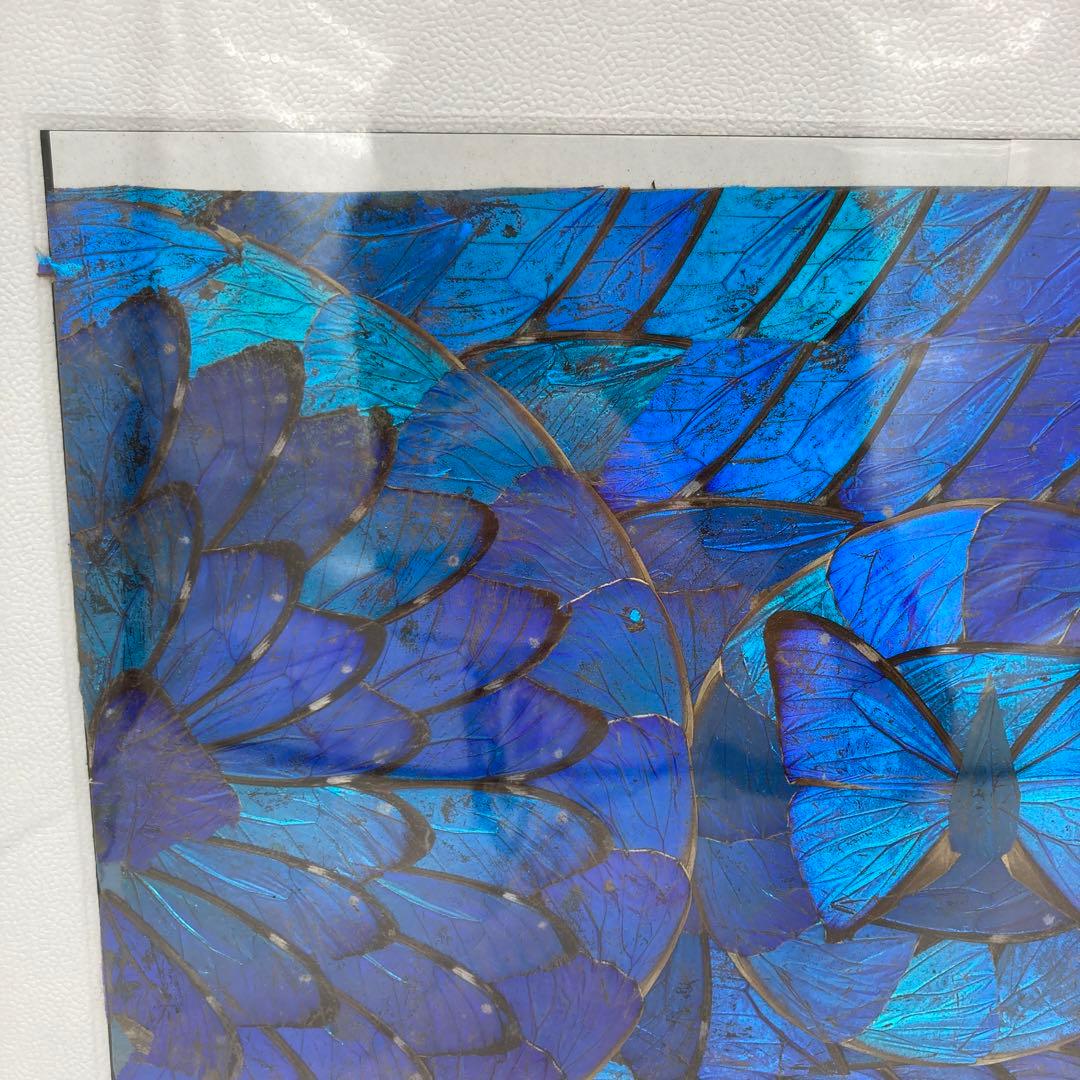 【レア】　モルフォ蝶　アート　標本　芸術　コレクション　　美術　絵　昆虫  19