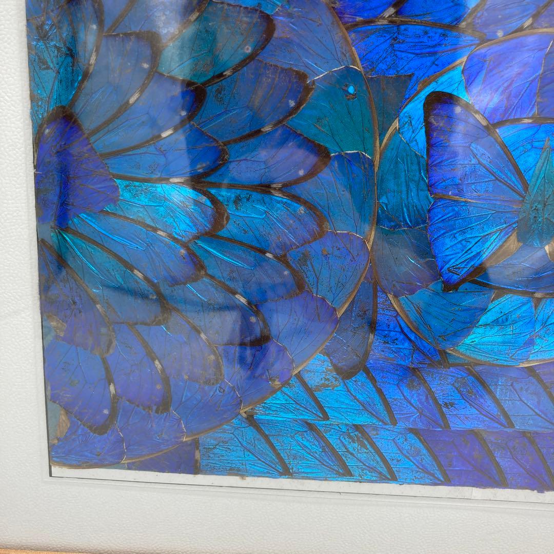 【レア】　モルフォ蝶　アート　標本　芸術　コレクション　　美術　絵　昆虫  19