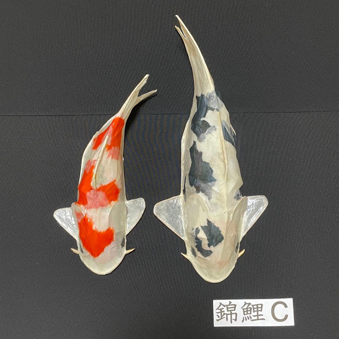 張子　錦鯉 C ツヤあり