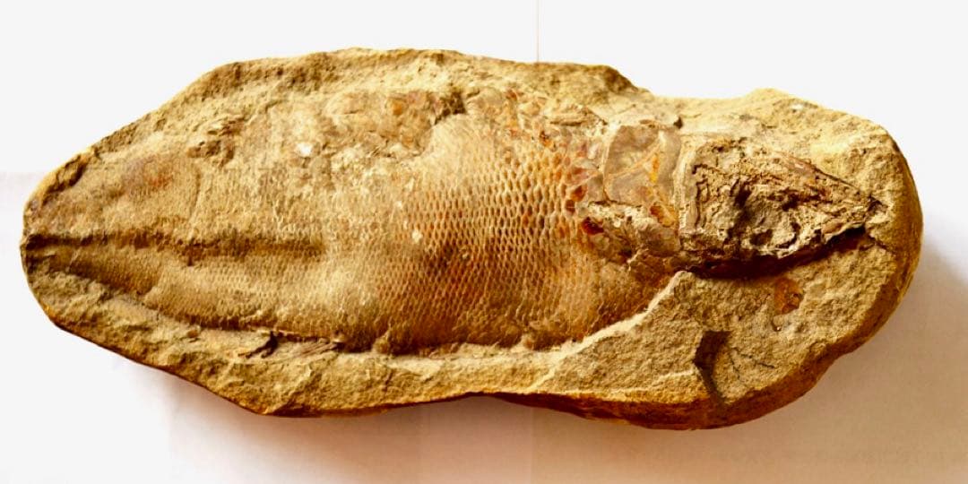 凡そ一億年前のブラジル・セアラ州産絶滅古代魚ラコレピスの化石