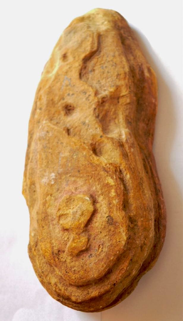 凡そ一億年前のブラジル・セアラ州産絶滅古代魚ラコレピスの化石