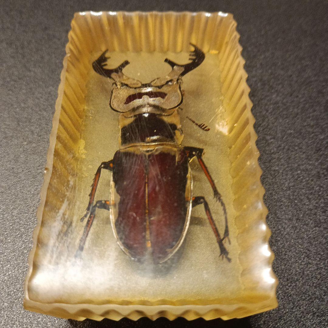 ミヤマクワガタ　レジン標本約7センチ