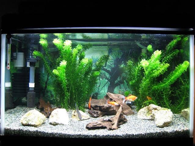 アナカリス オオカナダモ　1000本