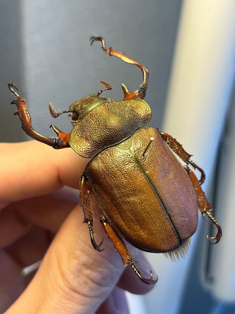 【42mm】ミラビリステナガスジコガネ'ナンベイテナガスジコガネ 昆虫標本