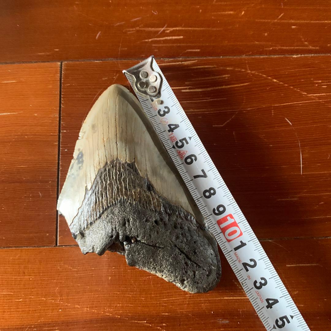 メガロドンの歯の化石