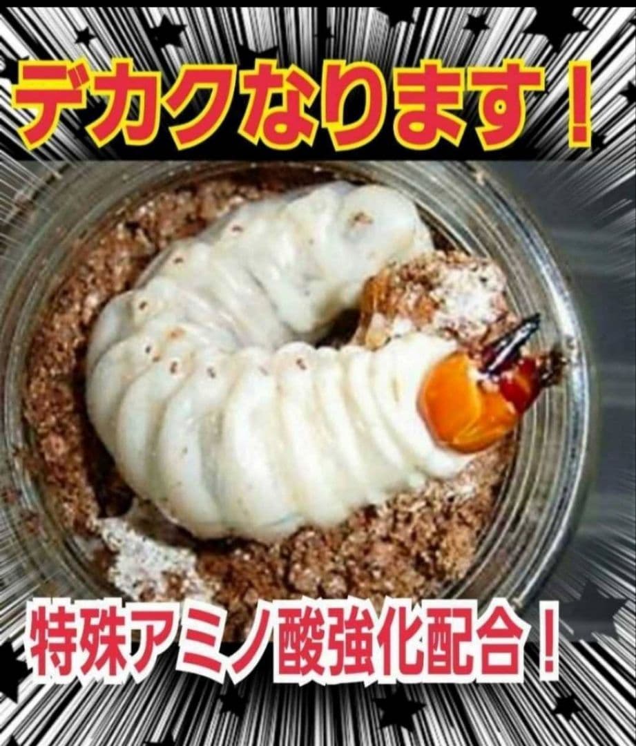 極上！オオヒラタケ菌糸瓶【8本】トレハロース強化配合！オオクワ・ヒラタ・虹色に！