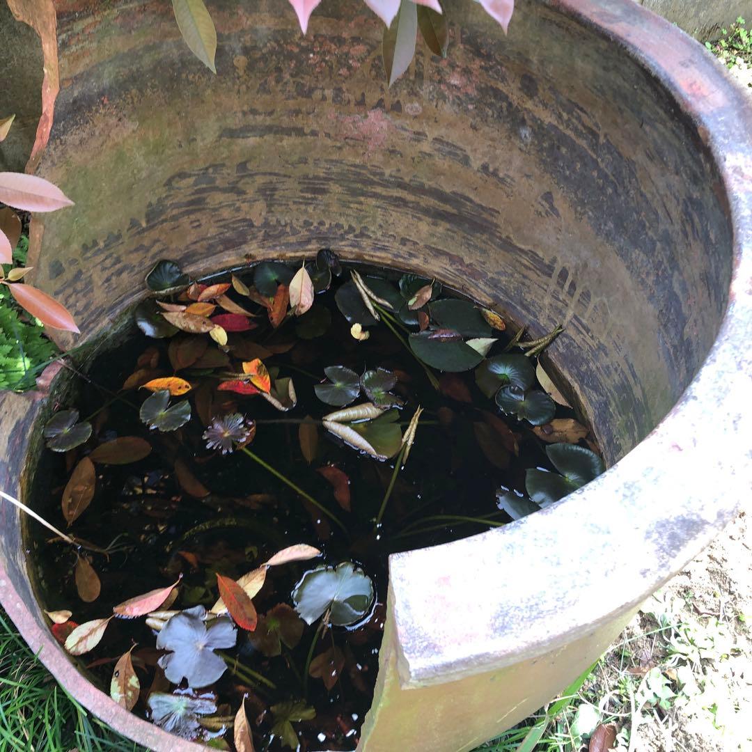 昭和レトロ 陶器製 金魚鉢　骨董品　アンティーク　メダカ　レトロ